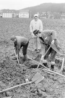 ARH Slg. Weber 02-044/0028, V.l. Bauhofmitarbeiter Achim Hauss und N.N. graben mit Schaufeln Löcher auf einem Feld, dahinter Georg Weber jun., im Hintergrund die B 65 und der Benther Berg, Everloh, um 1970