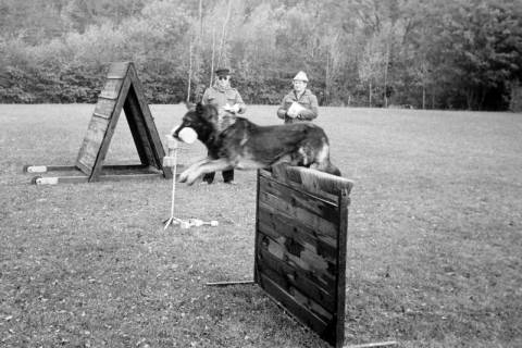 ARH Slg. Weber 02-102/0013, Vorführung eines Hundes auf dem Übungsgelände des Polizeihundsportvereins Gehrden an der Westseite des Gehrdener Bergs, Gehrden, zwischen 1980/1990
