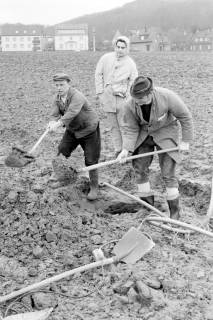 ARH Slg. Weber 02-109/0007, V.l. Bauhofmitarbeiter Achim Hauss und N.N. graben mit Schaufeln Löcher auf einem Feld, dahinter Georg Weber jun., im Hintergrund die B 65 und der Benther Berg, Everloh, um 1970