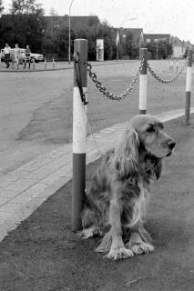 ARH Slg. Weber 02-124/0016, Ein angebundener Hund an der Kreuzung Schulstraße und Lange Feldstraße, Gehrden, zwischen 1980/1990