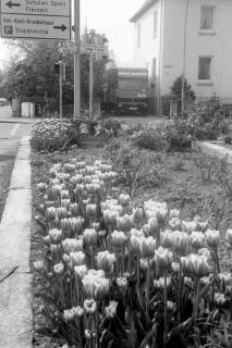 ARH Slg. Weber 02-130/0009, Ein Blumenbeet mit Tulpen neben der Schulstraße Ecke Lange Feldstraße, Gehrden, zwischen 1980/1990