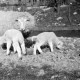 ARH NL Dierssen 0102/0024, Schaf mit Lämmern, Groningen