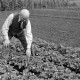 ARH NL Dierssen 0104/0009, Vater von Dierssen im Erdbeerfeld