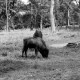 ARH NL Dierssen 0106/0011, Wisente