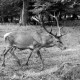 Archiv der Region Hannover, ARH NL Dierssen 0106/0024, 16 Ender "Pascha"