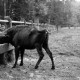 Archiv der Region Hannover, ARH NL Dierssen 0108/0014, Wisente