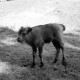 Archiv der Region Hannover, ARH NL Dierssen 0109/0017, Wisentgehege