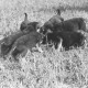 Archiv der Region Hannover, ARH NL Dierssen 0121/0006, Junge Hunde