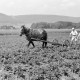 Archiv der Region Hannover, ARH NL Dierssen 0121/0019, Kartoffeln häufeln bei Pape
