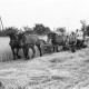 Archiv der Region Hannover, ARH NL Dierssen 0124/0010, Mähbinder