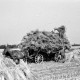 ARH NL Dierssen 0124/0016, Getreidernte