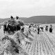 ARH NL Dierssen 0125/0016, Ährensammler
