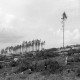 Archiv der Region Hannover, ARH NL Dierssen 0126/0006, Kahlschlag an dem Katzberg