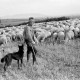ARH NL Dierssen 0126/0013, Schafherde