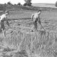 ARH NL Dierssen 0127/0019, Heuernte