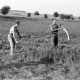 Archiv der Region Hannover, ARH NL Dierssen 0127/0022, Heuernte