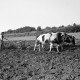Archiv der Region Hannover, ARH NL Dierssen 0128/0015, Dehsen? beim Pflügen