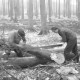 ARH NL Dierssen 0140/0017, Holzfäller im Saupark