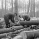 Archiv der Region Hannover, ARH NL Dierssen 0140/0019, Holzfäller im Saupark