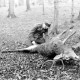 Archiv der Region Hannover, ARH NL Dierssen 0143/0016, Oberförstner Kastner mit erlegtem Hirsch, Springe