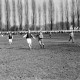 Archiv der Region Hannover, ARH NL Dierssen 0144/0002, Fußball, Springe