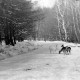 Archiv der Region Hannover, ARH NL Dierssen 0153/0021, Rehe im Schnee, Springe