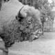 Archiv der Region Hannover, ARH NL Dierssen 0155/0001, Ausgestopfter Wisent