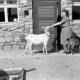 Archiv der Region Hannover, ARH NL Dierssen 0157/0007, Familie Graf