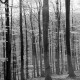 Archiv der Region Hannover, ARH NL Dierssen 0157/0010, Frühling im Deister
