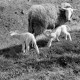 Archiv der Region Hannover, ARH NL Dierssen 0157/0020, Osterlämmchen