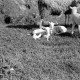 Archiv der Region Hannover, ARH NL Dierssen 0157/0022, Osterlämmchen