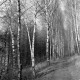 Archiv der Region Hannover, ARH NL Dierssen 0159/0020, Birkenweg
