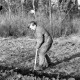 ARH NL Dierssen 0164/0020, Herr Barrenschee beim Graben