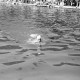 Archiv der Region Hannover, ARH NL Dierssen 0174/0024, Schwimmfest