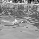 Archiv der Region Hannover, ARH NL Dierssen 0174/0031, Schwimmfest
