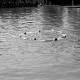 Archiv der Region Hannover, ARH NL Dierssen 0175/0019, Schwimmfest
