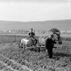 Archiv der Region Hannover, ARH NL Dierssen 0177/0013, Bekämpfung Kartoffelkäfer