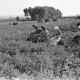 Archiv der Region Hannover, ARH NL Dierssen 0185/0007, Erbsenpflücker