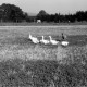 Archiv der Region Hannover, ARH NL Dierssen 0199/0022, Ziegenbock hütet Gänse