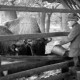 Archiv der Region Hannover, ARH NL Dierssen 0208/0001, Im Wisentgehege