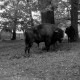ARH NL Dierssen 0208/0005, Im Wisentgehege