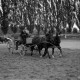 Archiv der Region Hannover, ARH NL Dierssen 0208/0030, Tag des Roten Kreuzes (Umzug und Reiten)