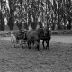 Archiv der Region Hannover, ARH NL Dierssen 0208/0032, Tag des Roten Kreuzes (Umzug und Reiten)