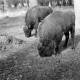 Archiv der Region Hannover, ARH NL Dierssen 0209/0015, Wisente