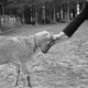 ARH NL Dierssen 1017/0003, Abrichteanstalt - Ziegenbock