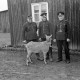 Archiv der Region Hannover, ARH NL Dierssen 1017/0006, Abrichteanstalt - Ziegenbock
