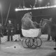 Archiv der Region Hannover, ARH NL Dierssen 1020/0013, Zirkus Althoff