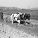 Archiv der Region Hannover, ARH NL Dierssen 1022/0024, Bauer Henk mit Ochsengespann