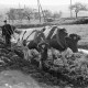 Archiv der Region Hannover, ARH NL Dierssen 1023/0004, Bauer Henk mit Ochsengespann