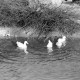 Archiv der Region Hannover, ARH NL Dierssen 1023/0013, Dorfteich mit Enten